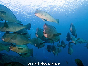 A nice encounter an early morning at the Liberty Wreck in... by Christian Nielsen 